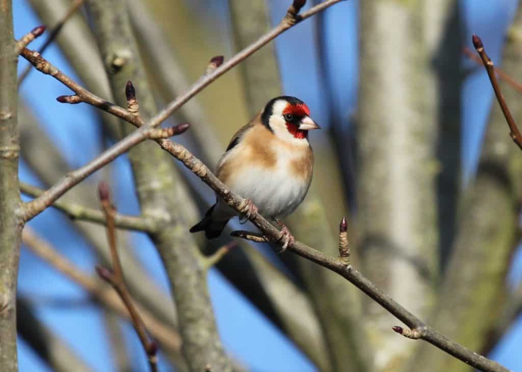 Goldfinch. Wild Birds blog at Wingham Wildlife Park, Kent. Photo Credit, John Buckingham.