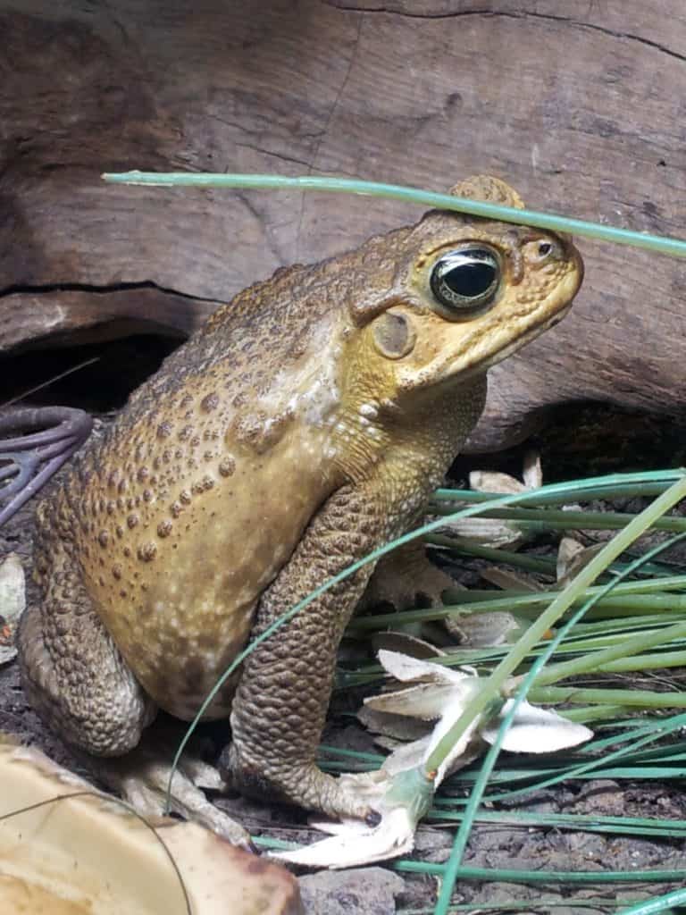 Cane Toad at Wingham Wildlife Park, Kent.  Invasive species blog.