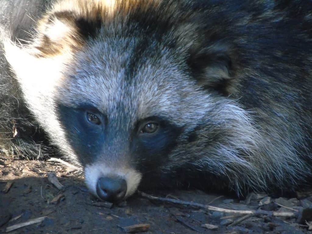 Tanuki at Wingham Wildlife Park, Kent