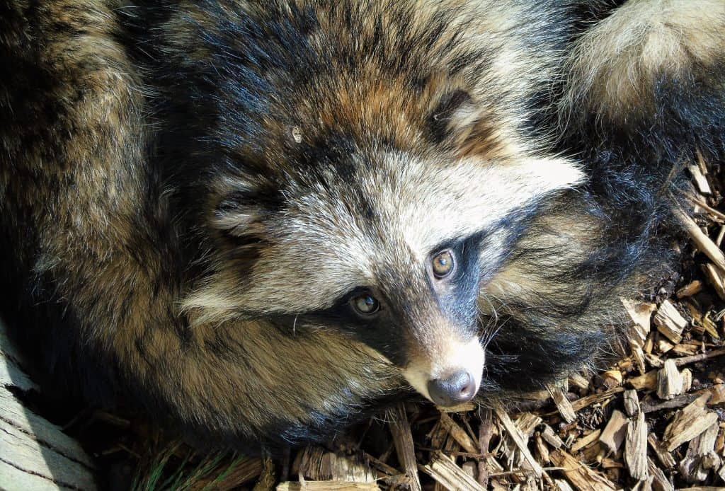 Raccoon Dog at Wingham Wildlife Park, Kent. Invasive species blog.