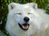 an artic wolf looks like it is smiling with eyes closed and mouth open like a grin