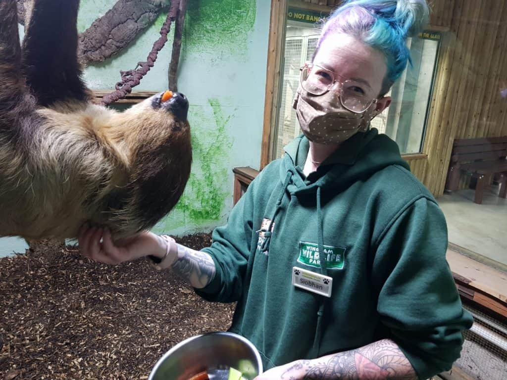 Sloth Experiences - Animal Experiences At Wingham Wildlife Park In Kent