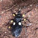 assassin bug on soil