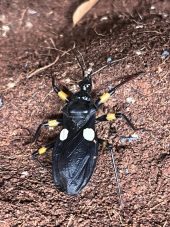 assassin bug on soil