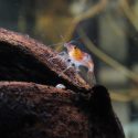 cherry shrimp on a log in the tank
