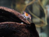 cherry shrimp on a log in the tank