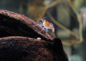 cherry shrimp on a log in the tank