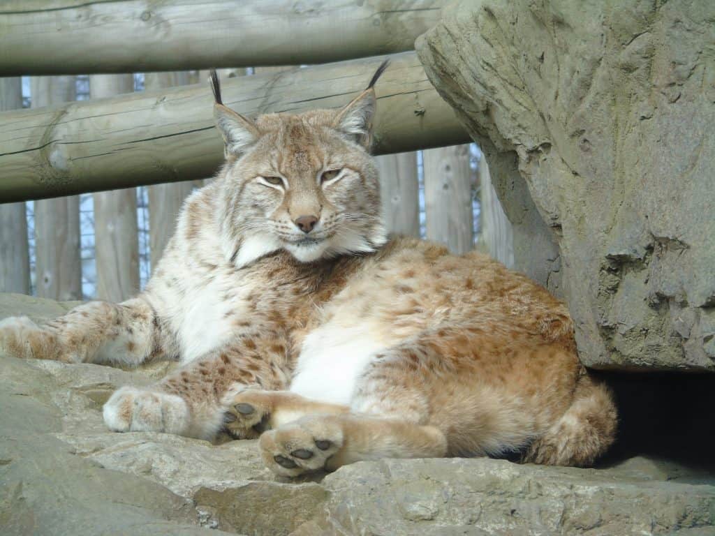 Eurasian lynx Roots at Wingham Wildlife Park, Kent.