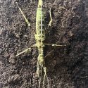 a stick insect on a mud wall