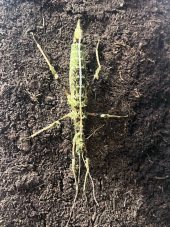 a stick insect on a mud wall