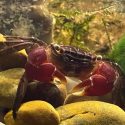 a red clawed crab under water on pebbles