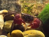 a red clawed crab under water on pebbles