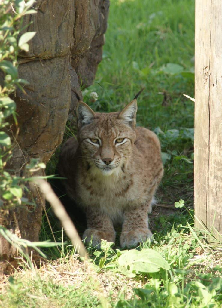 Eurasian lynx Roots at Wingham Wildlife Park, Kent.