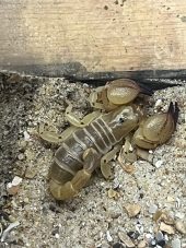 a scorpion on top of sand