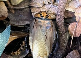 a roach on detrus