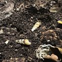 shells on soil