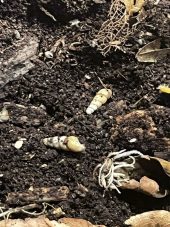 shells on soil