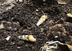 shells on soil