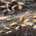 a number of isopods in their enclosure