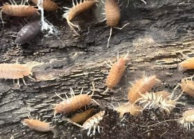 a number of isopods in their enclosure