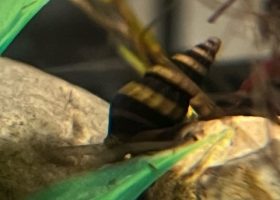 a small snail on a rock