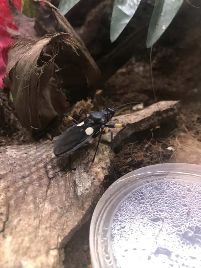 Two Spotted Assassin Bug - Animal Experiences At Wingham Wildlife Park