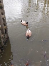 two ducks swim in the lake