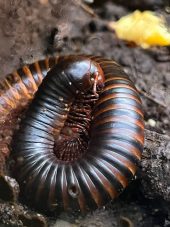 a millipede loops round on itself