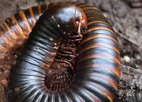 a millipede loops round on itself