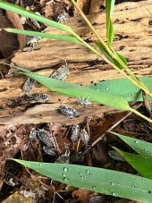 isopods with bamboo