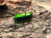 a flowering beetle on a log