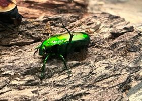 a flowering beetle on a log