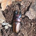 a stag beetle on soil