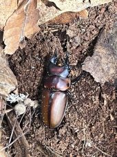 a stag beetle on soil