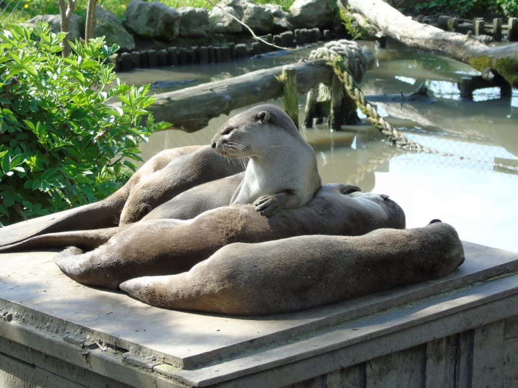 Otter Experiences Animal Experiences At Wingham Wildlife Park In Kent