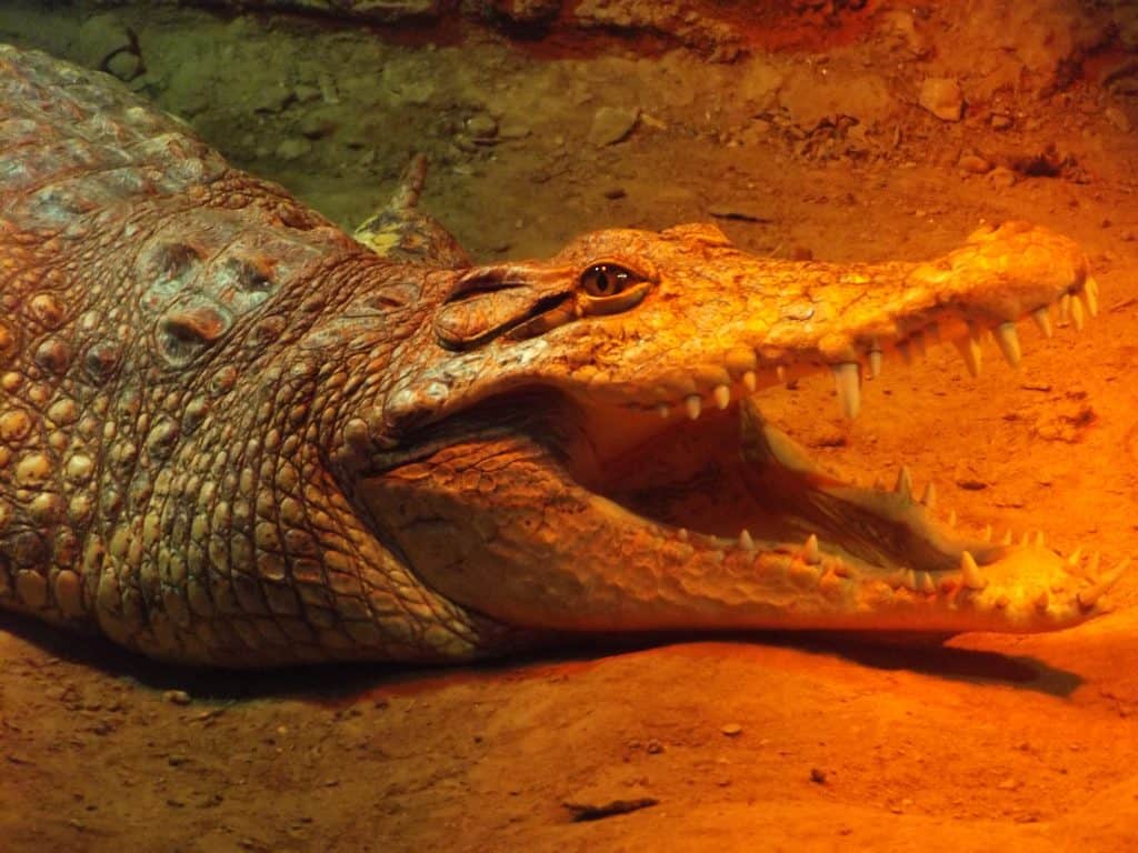 Dinosaurs & Fossils Animal Experiences At Wingham Wildlife Park In Kent