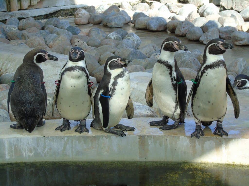 Dougie, Mumble, Lucie