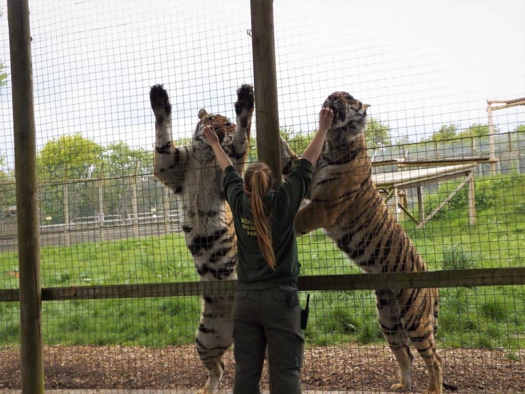 Tiger Experience- Meet our Big Cats - Animal Experiences At Wingham  Wildlife Park In Kent