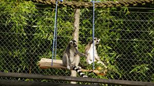Lemur (222)