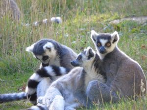 Lemur (7)