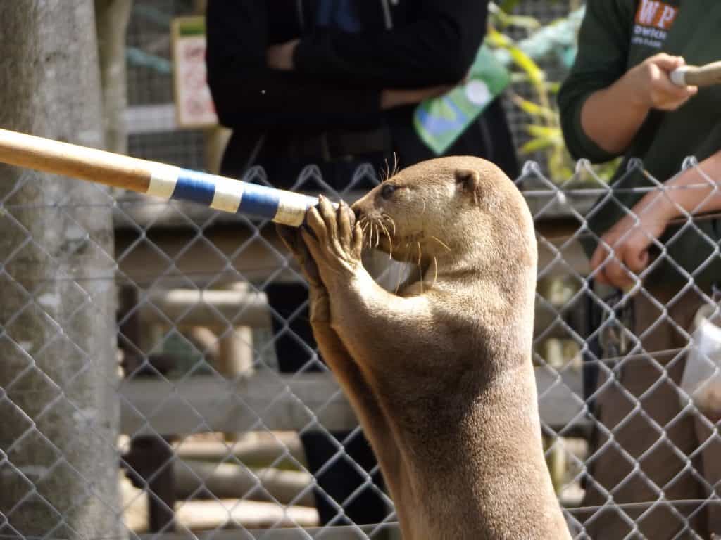 Otter Experiences Animal Experiences At Wingham Wildlife Park In Kent