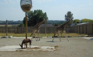 Giraffe (118)