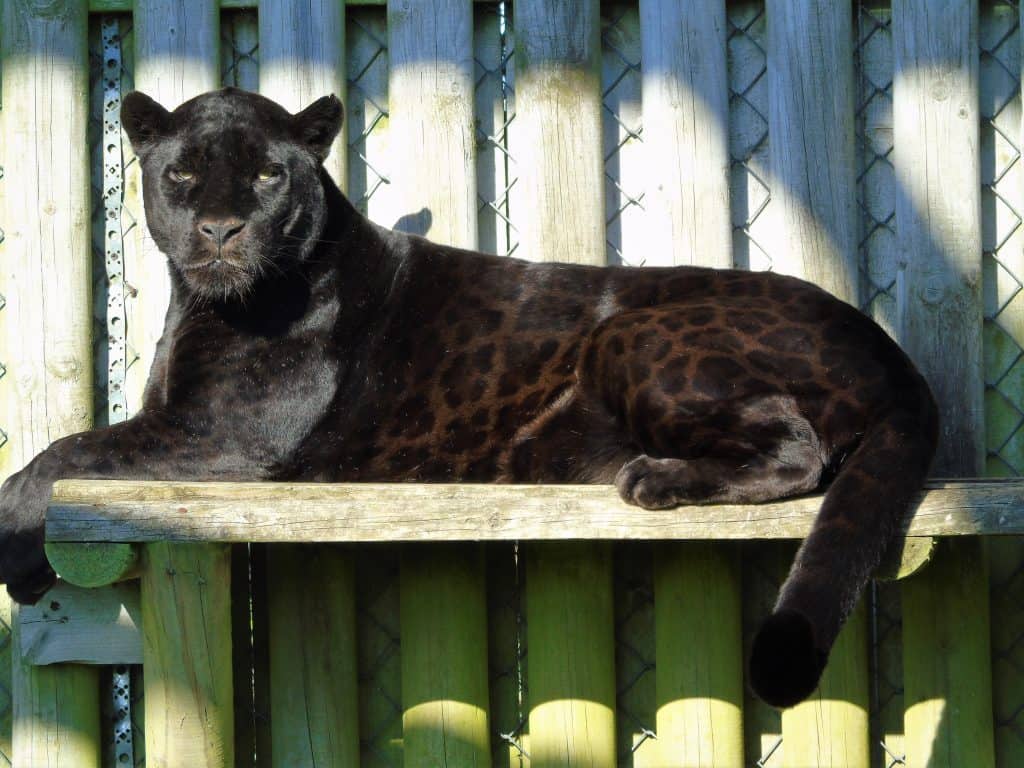 black spotted jaguar cats