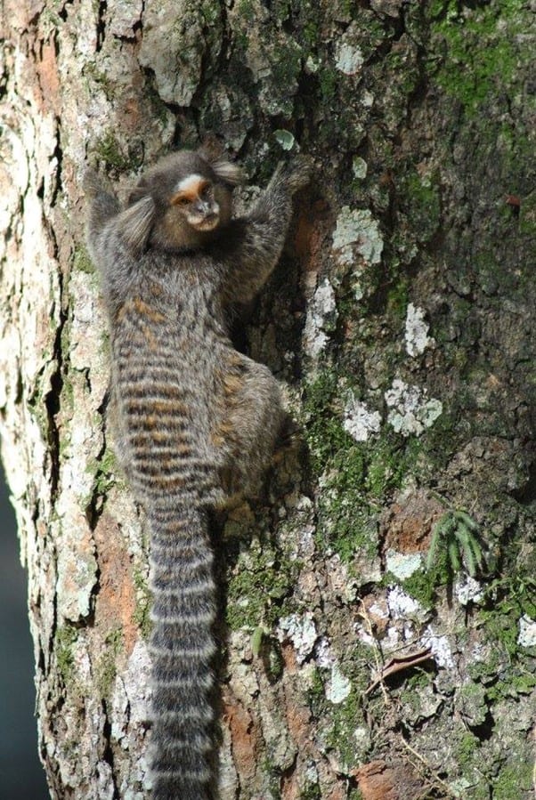 Brazil's Best Kept Secret: The Pantanal