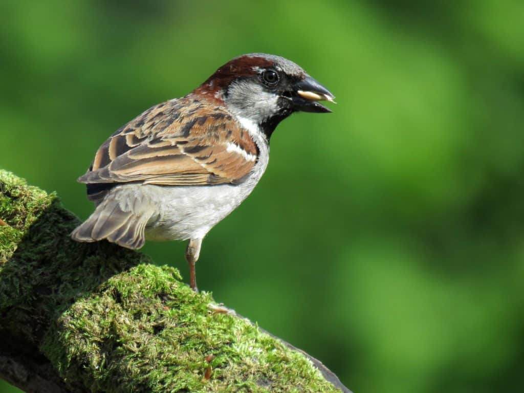 Male House Sparrow nick smith
