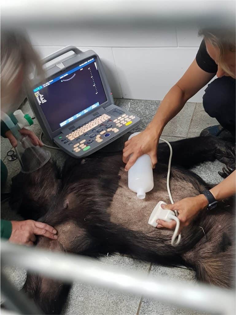 Chimpanzee, Georgia has an ultrasound on the floor under anesthetic between 2 vets