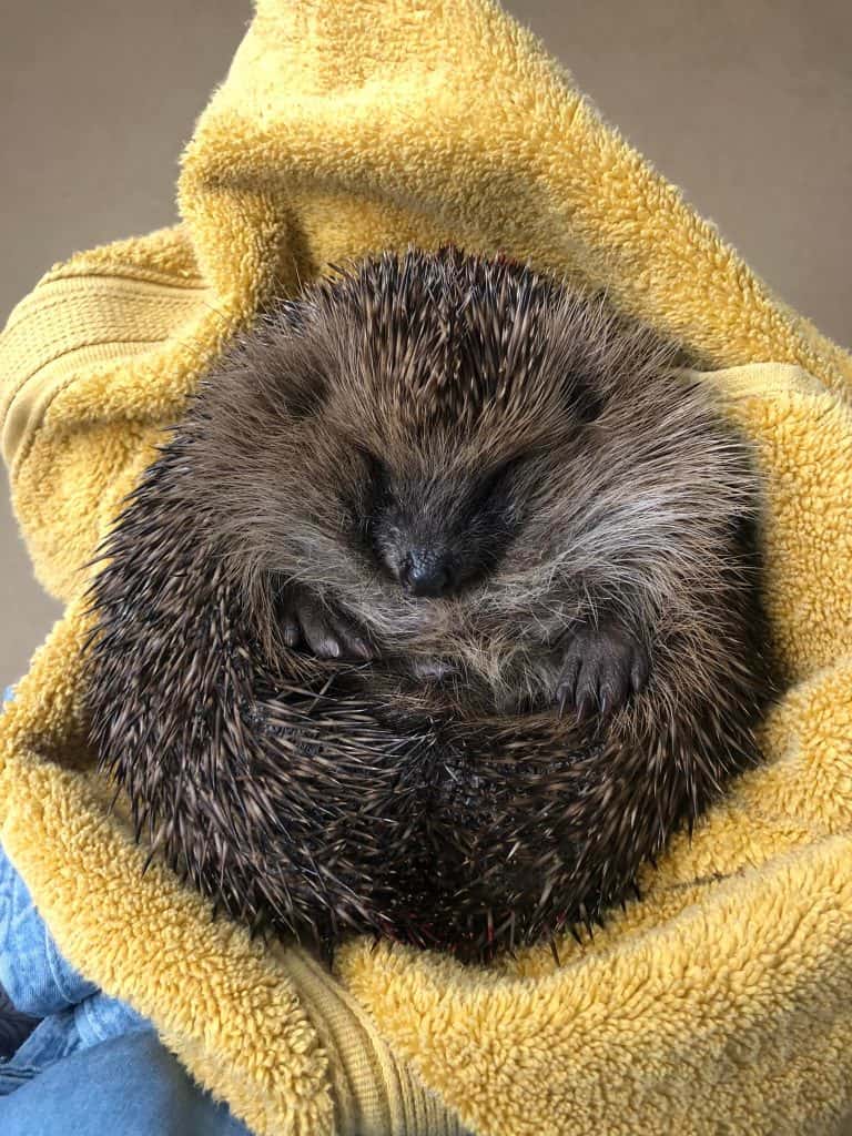 a hedgehof lays curled into a ball on a yellow towel