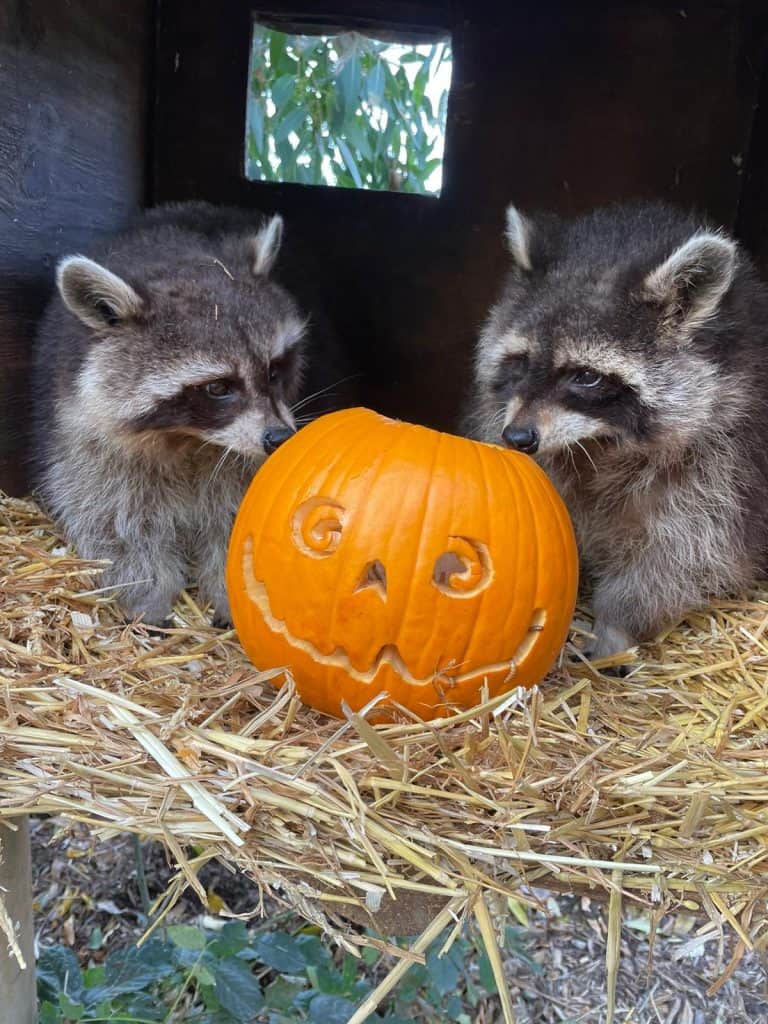 Pumpkins and keeping wildlife safe on Bonfire Night - Animal Experiences At  Wingham Wildlife Park In Kent