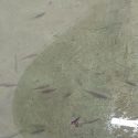 fish in the water