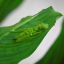a frog on a leaf